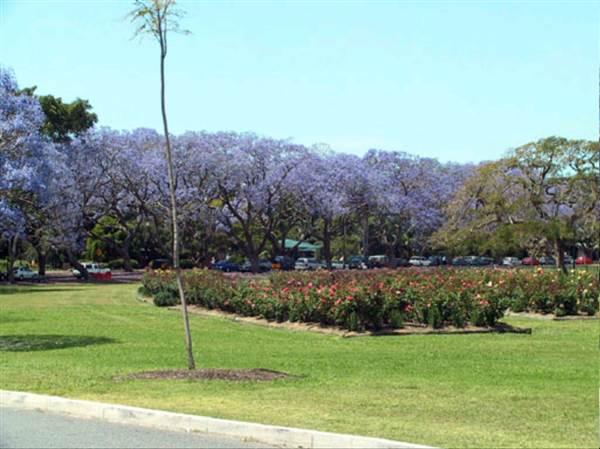 New Farm Park (12/11/2013)