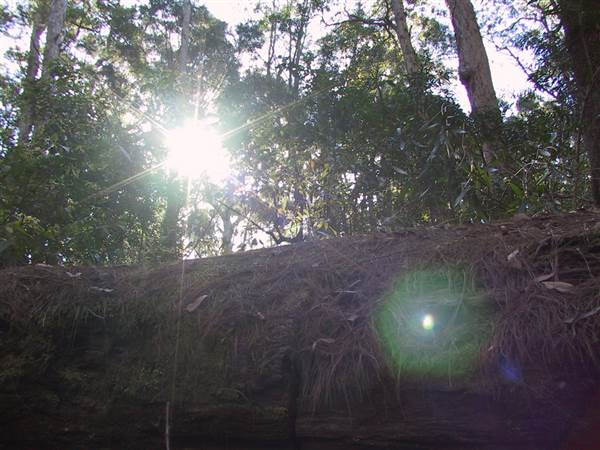 Springbrook National Park (26/09/2007)