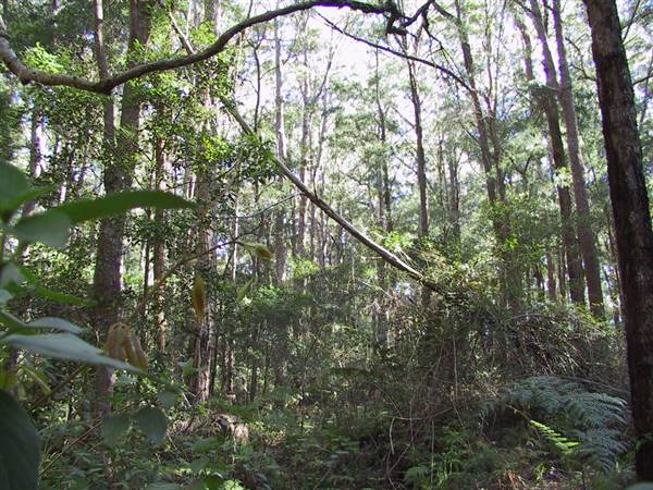 Springbrook National Park (26/09/2007)