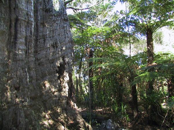 Springbrook National Park (26/09/2007)