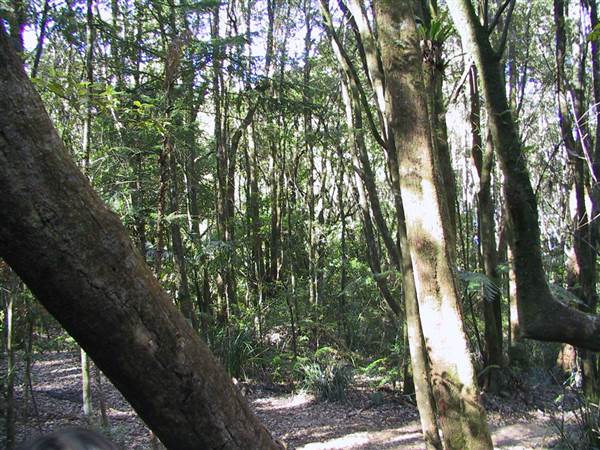 Springbrook National Park (26/09/2007)