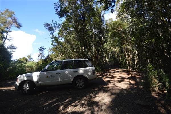 O'Reillys Rainforest Retreat (19/05/2014)
