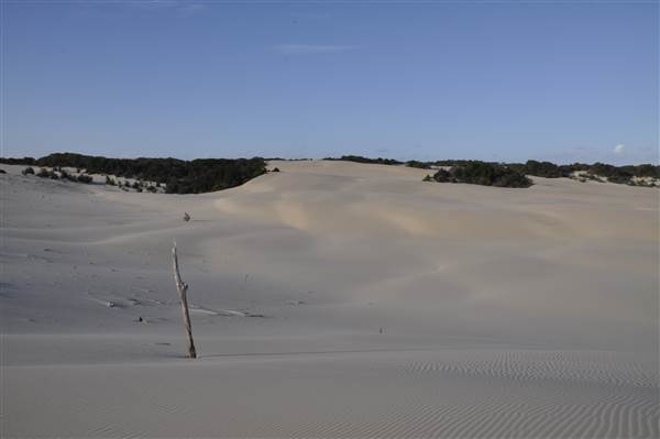 Mulgumpin (Moreton Island) - Big Sand Hills (11/04/2015 - Credits: Angus Ledgerwood)