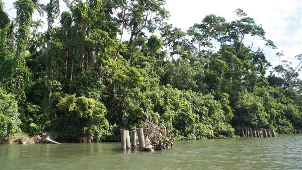 Mulgrave River (Cairns Region) (25/06/2015)