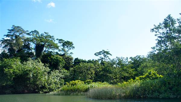 Mulgrave River (Cairns Region) (25/06/2015)