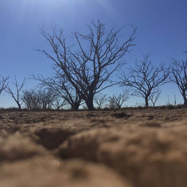 Dead Tree Patch (22/07/2015 - Credits: Neil McGregor)