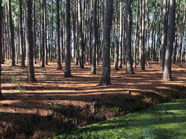 Pine Forest, Riverside Skate Park & Open Sports Fields - Pizzey Park
