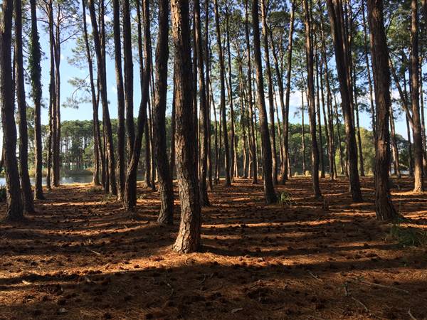 Pine Forest, Riverside Skate Park & Open Sports Fields - Pizzey Park