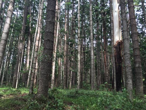 Bonogin Backlot & Pine Forest (11/03/2016 - Credits: Neil McGregor)