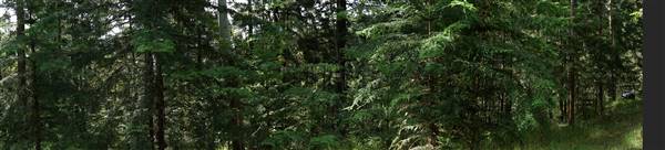 Hillside Hoop Pine Forest (14/04/2016 - Credits: Neil McGregor)