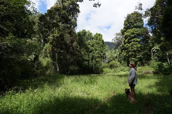 Hinterland Jungle Backlot (10/02/2017 - Credits: Neil McGregor)