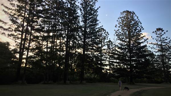 The Secret Forest - Oxley Creek Common