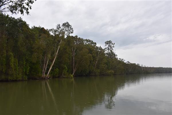 Johns Landing (Noosa Everglades) (13/07/2017 - Credits: Kathryn Metcalfe)