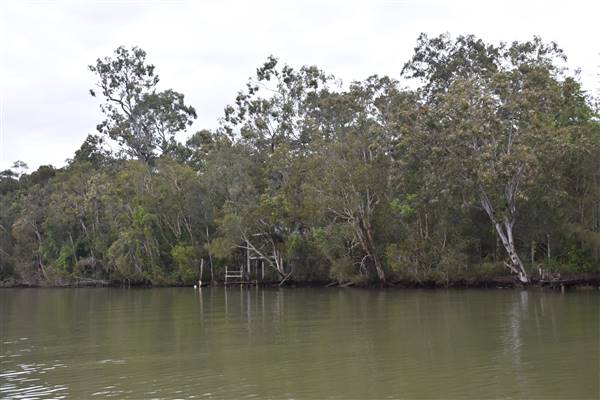 Johns Landing (Noosa Everglades) (13/07/2017 - Credits: Kathryn Metcalfe)