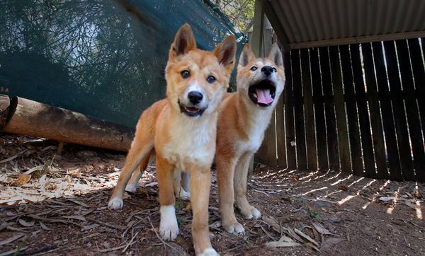 Ipswich Nature Centre (21/08/2019 - Credits: Ipswich City Council)