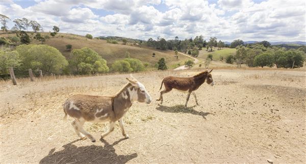 The Llama Farm (29/09/2020 - Credits: Ipswich City Council)