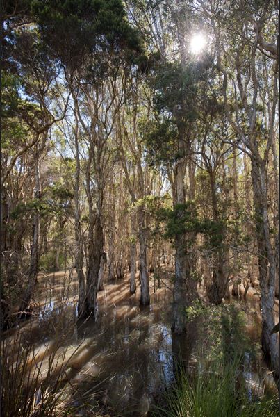 Karawatha Forest Park - Overview - Image Sourced - Do Not Make Public (10/12/2020)