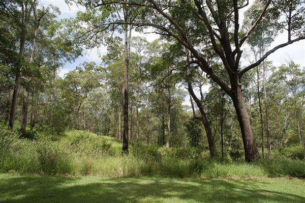 Mt Coot-tha Forest - Overview - Image Sourced - Do Not Make Public (14/12/2020)