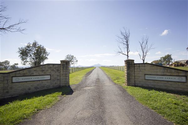 Summer Land Camel Farm (20/10/2021 - Credits: Ipswich City Council)