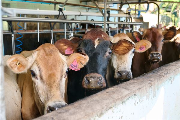 Mungalli Creek Bio-Dynamic Dairy (4/02/2023 - Credits: John de Rooy, Atherton Tableland Photography)
