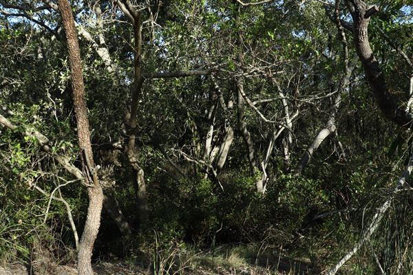 Epapah Creek - Karl's Pier track (8/05/2023 - Credits: Screen Queensland)