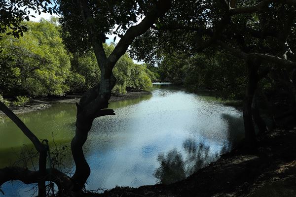 Curlew Park - Cabbage Tree Creek (11/05/2023 - Credits: Screen Queensland)