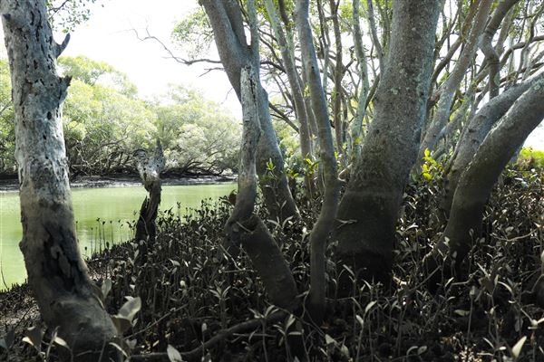 Curlew Park - Cabbage Tree Creek (11/05/2023 - Credits: Screen Queensland)
