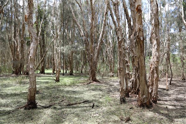 Gold Coast - Coombabah Lakelands (16/11/2022 - Credits: Duncan Jones)