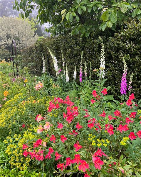 Tamborine Mountain Flower Farm (3/12/2025 - Credits: submitted by: Luke Scaddan)