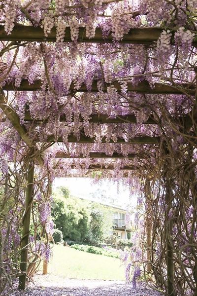 Tamborine Mountain Flower Farm (3/12/2025 - Credits: submitted by: Luke Scaddan)