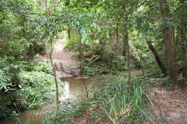 Coochin Creek - Pine Plantation / Qld State Forest (12/06/2009)