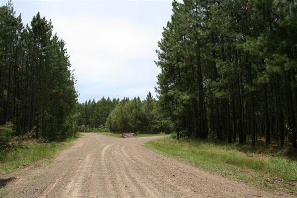 Coochin Creek - Pine Plantation / Qld State Forest (12/06/2009)