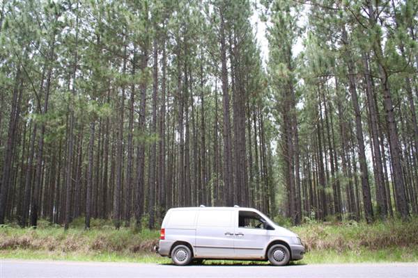 Coochin Creek - Pine Plantation / Qld State Forest (12/06/2009)