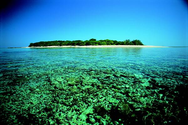 Great Barrier Reef - Lady Musgrave Island - Wallaginji (10/03/2008)