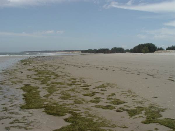 Mulgumpin (Moreton Island) (14/05/2009)