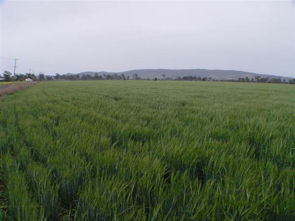 Wheat Fields (8/01/2008)