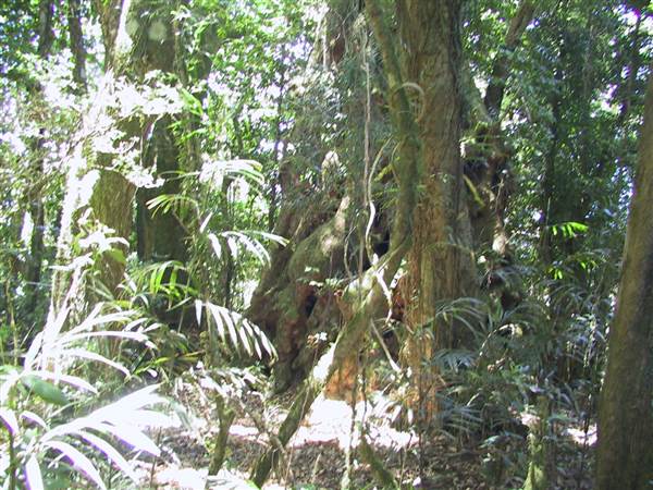 Springbrook National Park (26/09/2007)