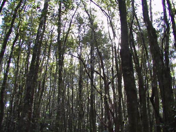 Springbrook National Park (26/09/2007)