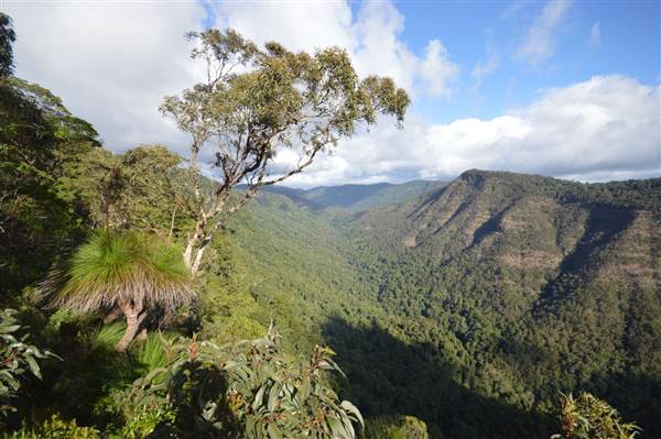 O'Reillys Rainforest Retreat (19/05/2014)