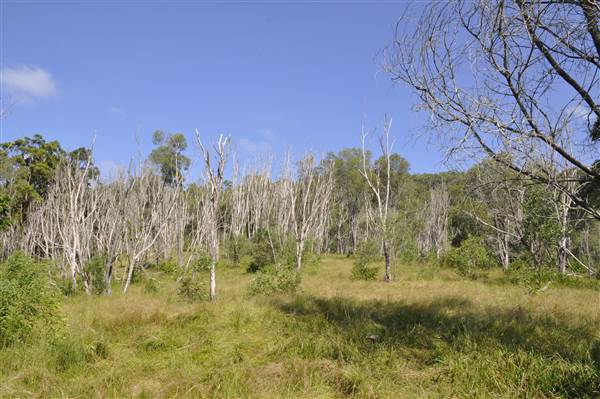 Bonogin Backlot - Dead Tree Paddock (31/03/2015 - Credits: Angus Ledgerwood)