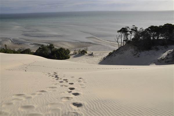 Mulgumpin (Moreton Island) - Big Sand Hills (11/04/2015 - Credits: Angus Ledgerwood)