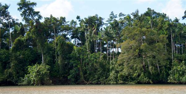 Mulgrave River (Cairns Region) (25/06/2015)