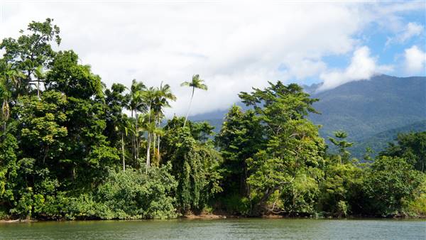 Mulgrave River (Cairns Region) (25/06/2015)
