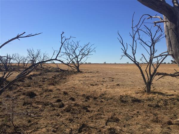 Dead Tree Patch (22/07/2015 - Credits: Neil McGregor)