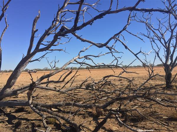 Dead Tree Patch (22/07/2015 - Credits: Neil McGregor)