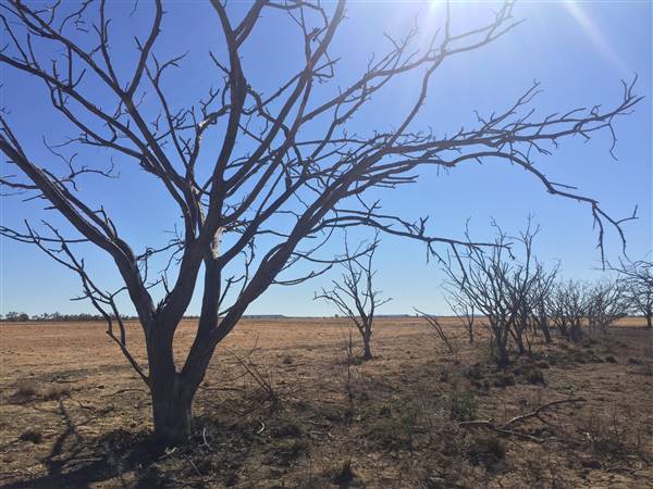 Dead Tree Patch (22/07/2015 - Credits: Neil McGregor)