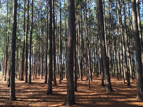 Pine Forest, Riverside Skate Park & Open Sports Fields - Pizzey Park