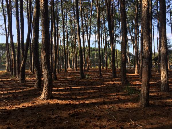 Pine Forest, Riverside Skate Park & Open Sports Fields - Pizzey Park