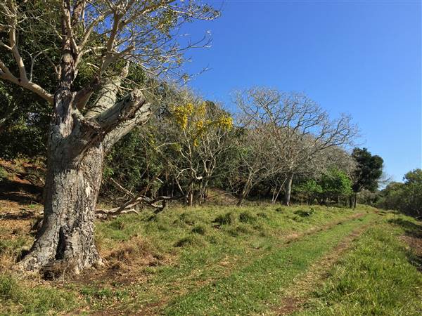 St Helena - Tree Areas & Rainforest (23/09/2015 - Credits: Neil McGregor)