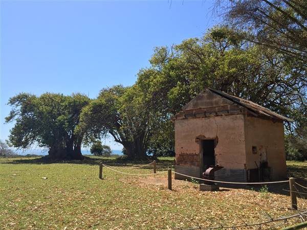 St Helena - Tree Areas & Rainforest (23/09/2015 - Credits: Neil McGregor)